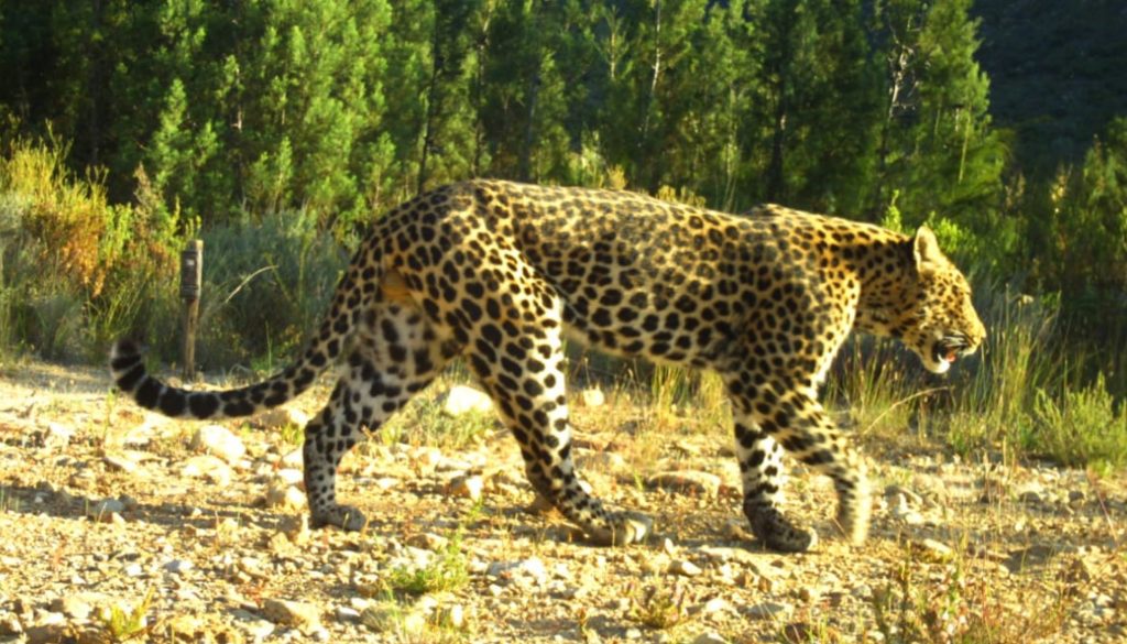 Leopard walking through desert