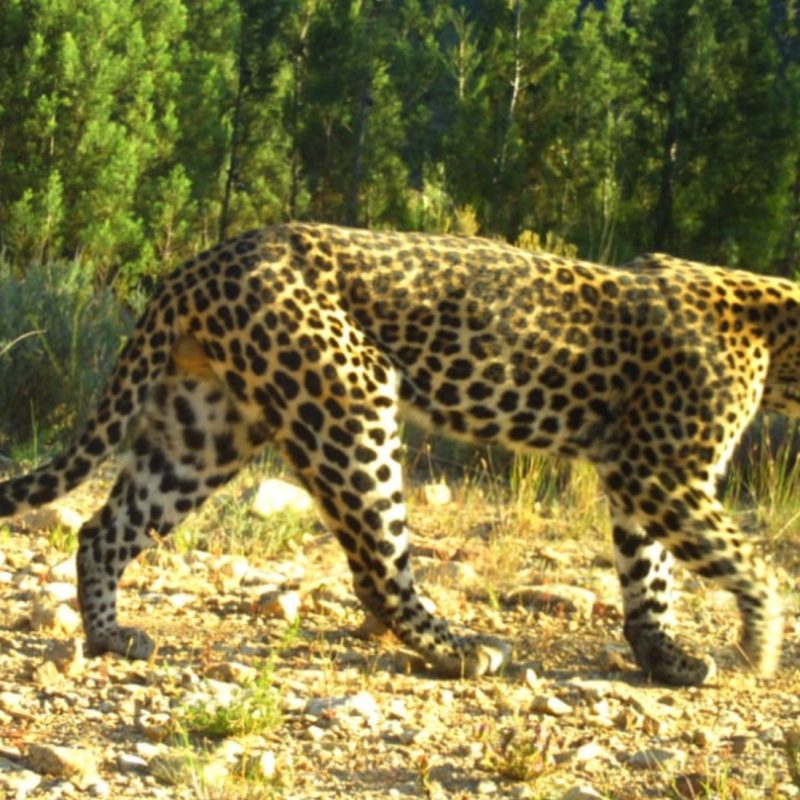 Leopard walking through desert