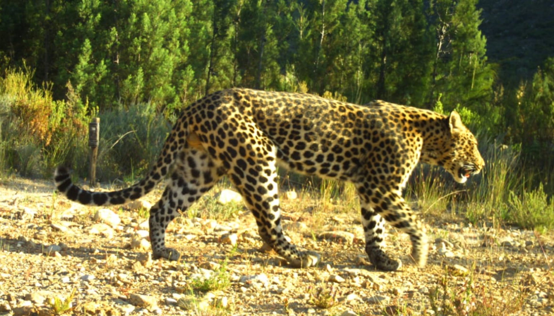Conserving Leopards in a Changing Landscape - Jamma Conservation and ...