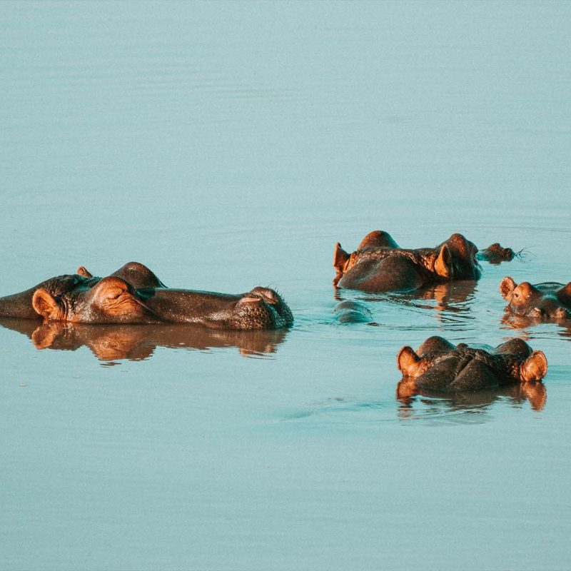 Hippos floating in water