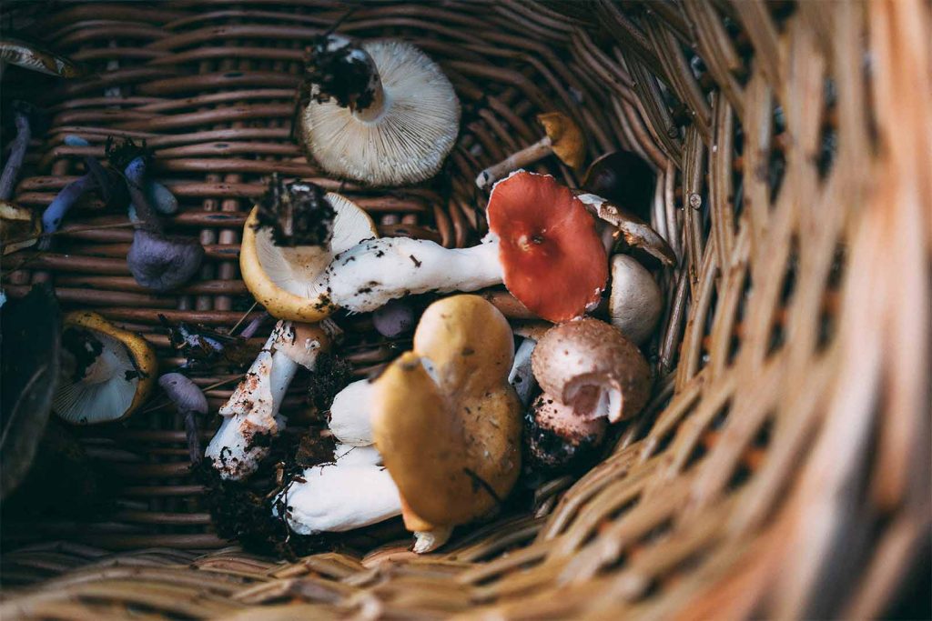 Foraged mushrooms