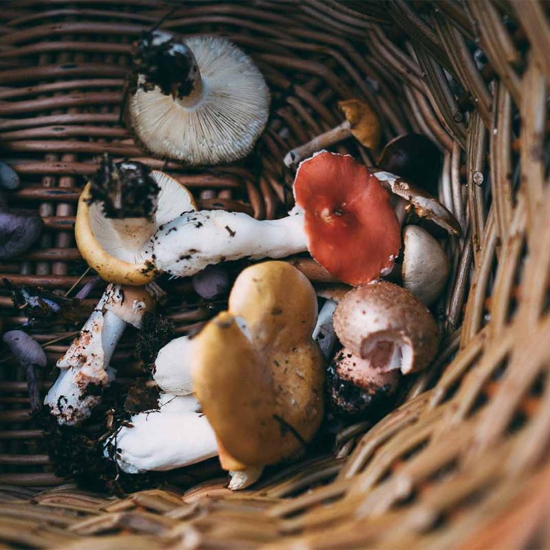 Foraged mushrooms