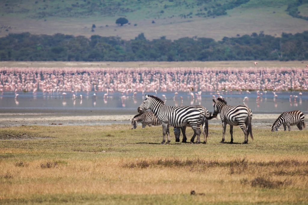 Zebra grazing with flamingos in background