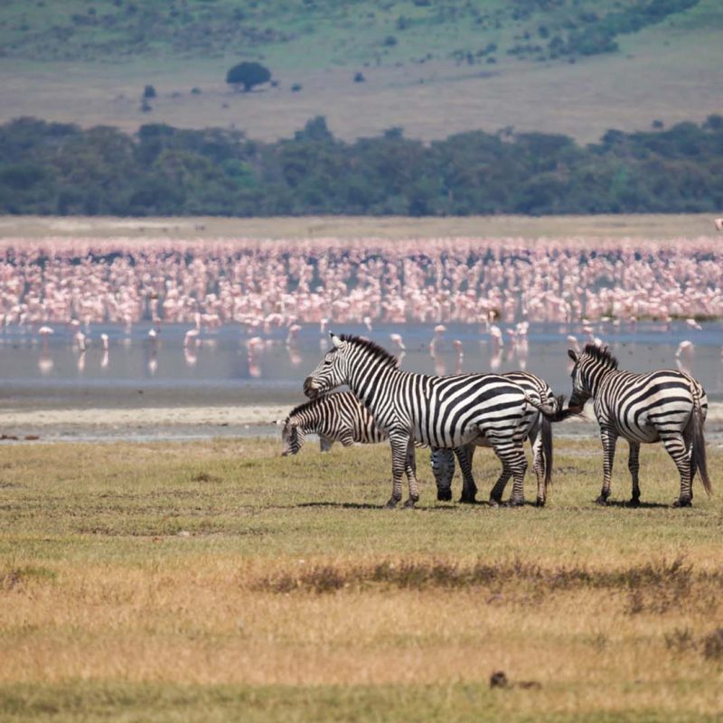 Zebra grazing with flamingos in background