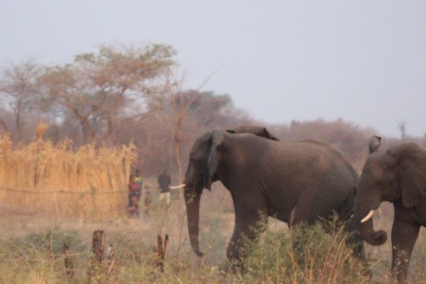 Credit: Shadrach Mwaba