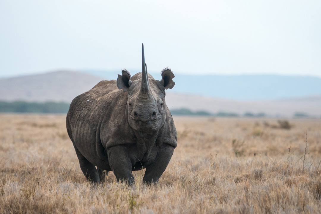 Rhino grazing