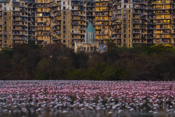 Flamingo City. Flamingos congregate in a tidal lake right next to an apartment complex in Navi Mumbai, India. The residents of these buildings have become staunch protectors of their backyard wildlife habitat. Every year, thousands of lesser and greater flamingos visit the city of Mumbai during the winter and summer months. They feed in the Thane creek during low tide and fly to one of these man-made tidal lakes next to the creek, quite unbothered by the proximity to the buildings. This lake behind the NRI Complex is one such spot frequented by the birds. Unfortunately, this lake is under constant threat from the builder lobby. It was set to be reclaimed for a residential project with a golf course. But the very same residents of the existing buildings have come together to fight against vested interests. They have formed a citizen group to put up a legal fight against the builder. They are also petitioning the government to declare the lake as a protected area. Their fight to save the flamingo habitat is an inspiring example of how vigilant residents can help protect their local wildlife hotspots.
