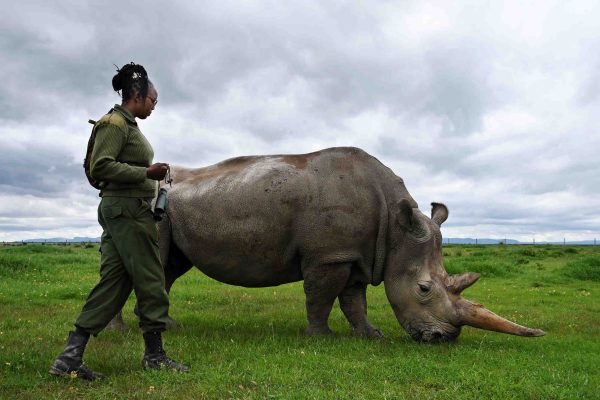 Lucy Wangari, a female ranger and rhino patrol touches one of the last two female northern white rhinos, Najin, at Ol Pejeta Conservancy in Laikipia County, Kenya, Friday, Nov. 17, 2023. (Maureen Gathoni)