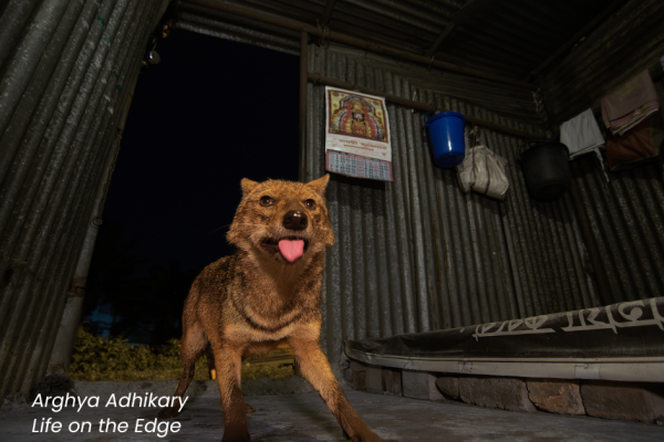 living with wildlife photo comp images for website